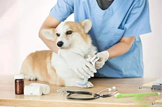 宠物内外科诊疗