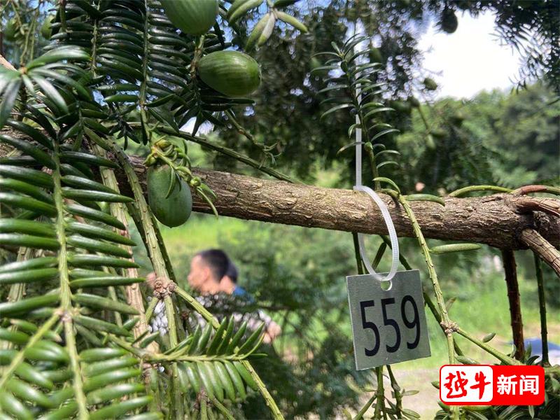 诸暨香榧：舌尖上的绿色宝藏