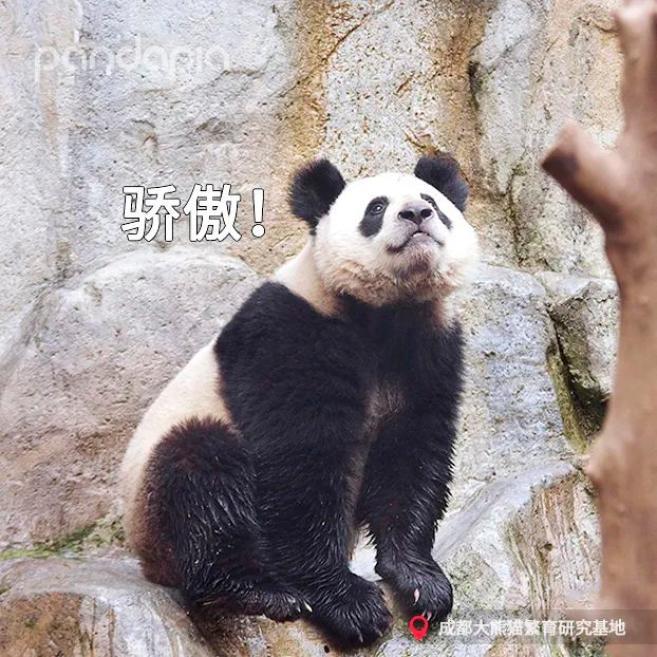 耳朵炸毛的金宝走红,被称熊猫界"犀利哥"