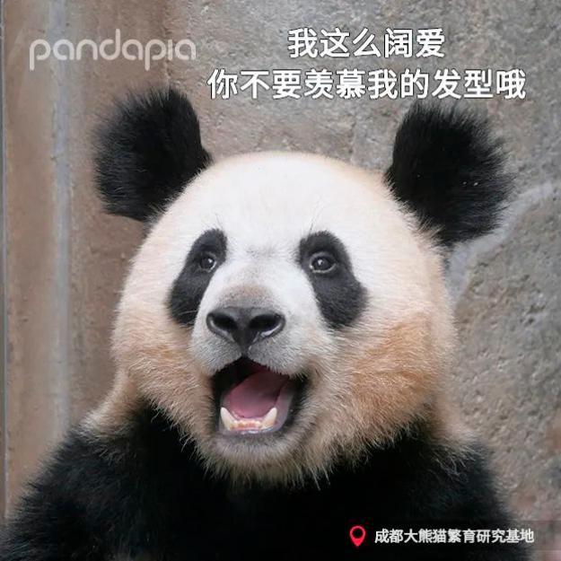 耳朵炸毛的金宝走红,被称熊猫界"犀利哥"