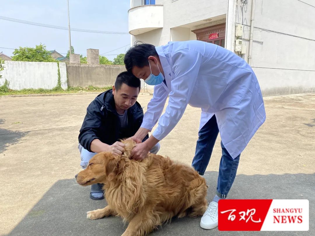 执业兽医考试报名：开启动物健康的守护之旅
